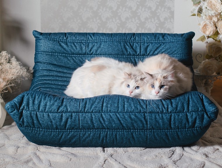 猫がくつろげるソファ「にゃんトーゴ」登場！ロゼトーゴ50周年を記念し