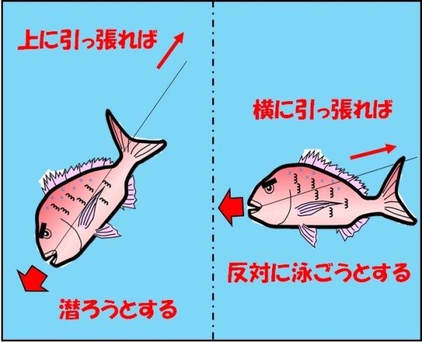 マダイふかせ釣り講座 ＃5-3 マダイふかせ実釣編 大型マダイを獲る