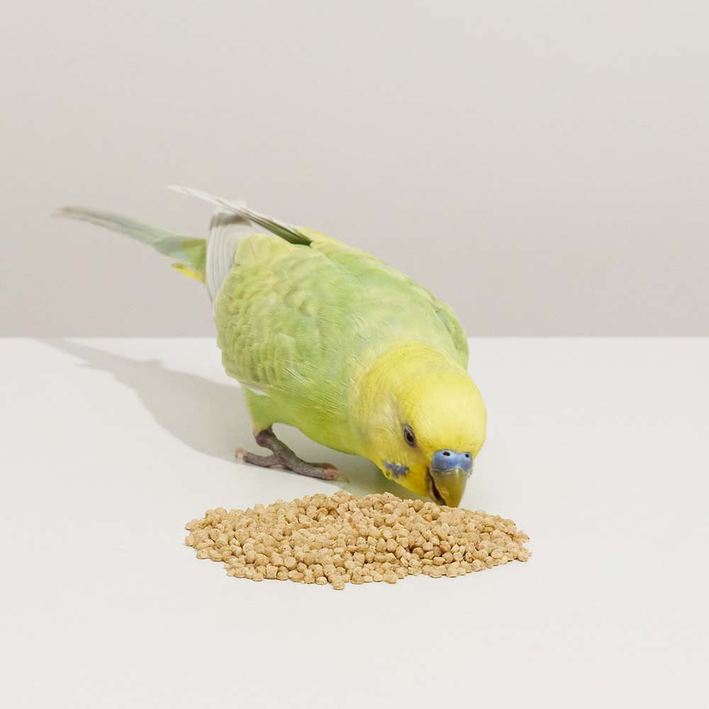 ハリソン アダルトライフタイム スーパーファイン 454g – テラスペット