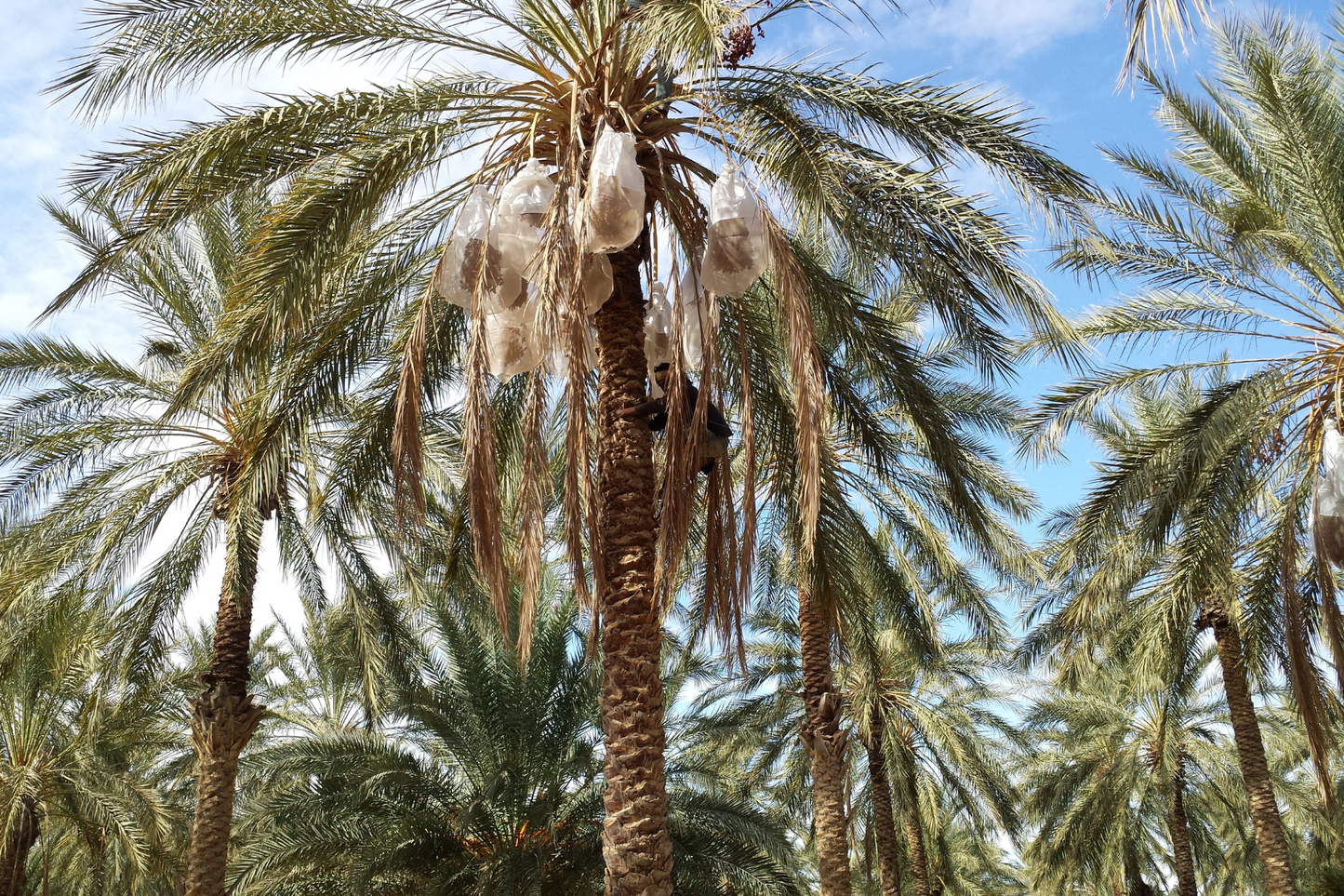 テラデリッサオーガニックデグレットヌールデーツ：栄養士承認 | TERRA