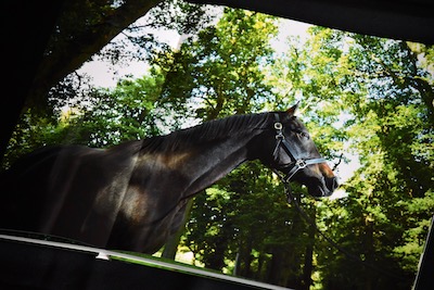 写真集「ウオッカinアイルランド」豪華版 関真澄 | サラブレッドアート