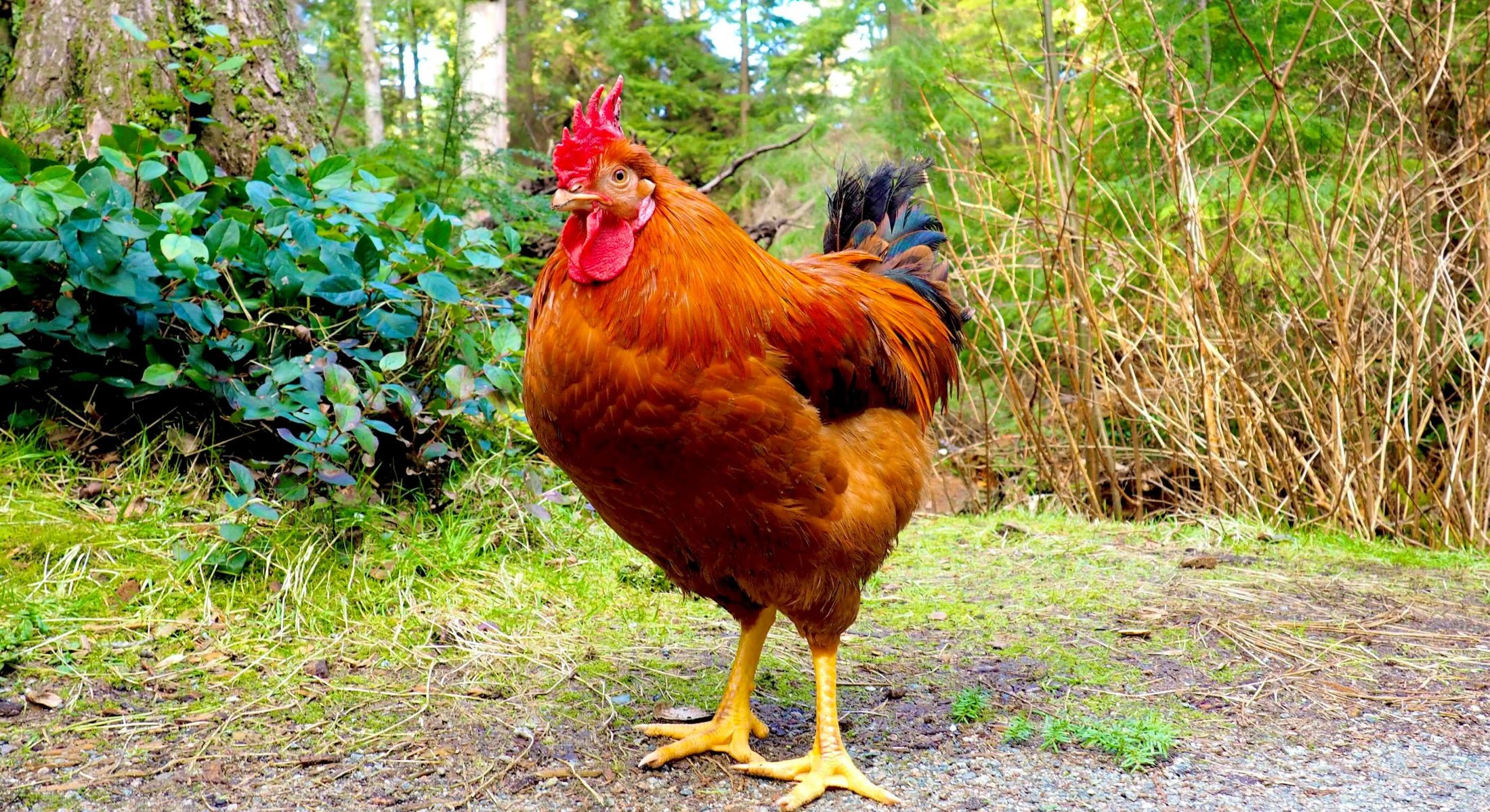 When a Rooster Ran Free in Stanley Park | The Tyee