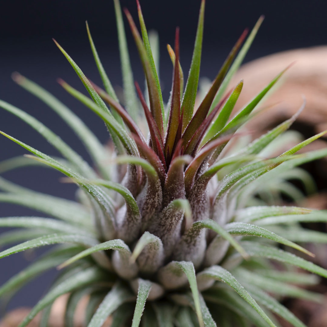 Tillandsia Ionantha Rosita - RARE - Dark Maroon Air Plant – The