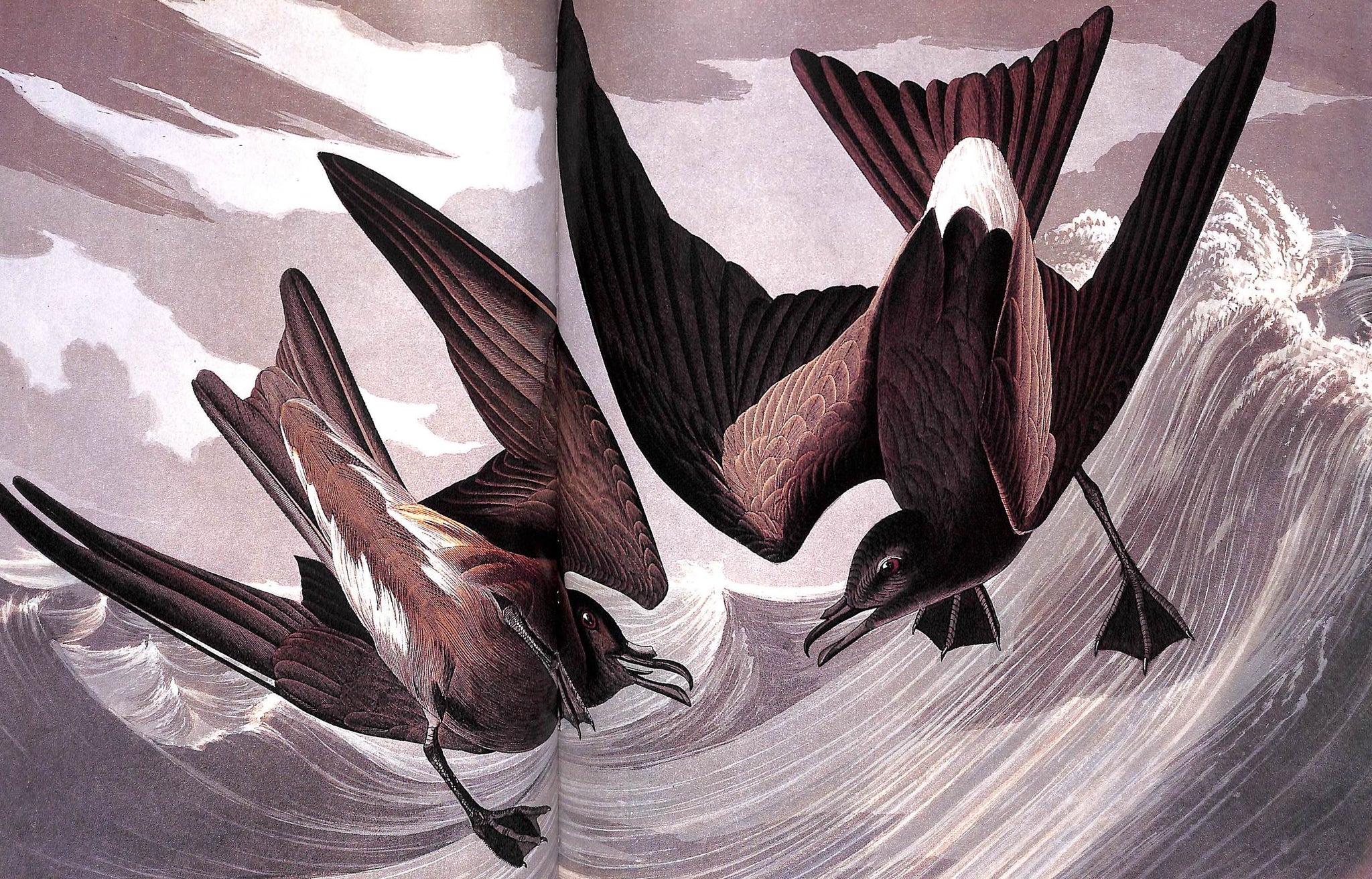 Birds: The Art Of Ornithology