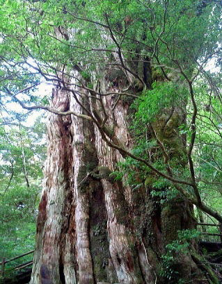 2324「大切に保管していました」自然美の屋久杉/長さ1900×幅130 2324