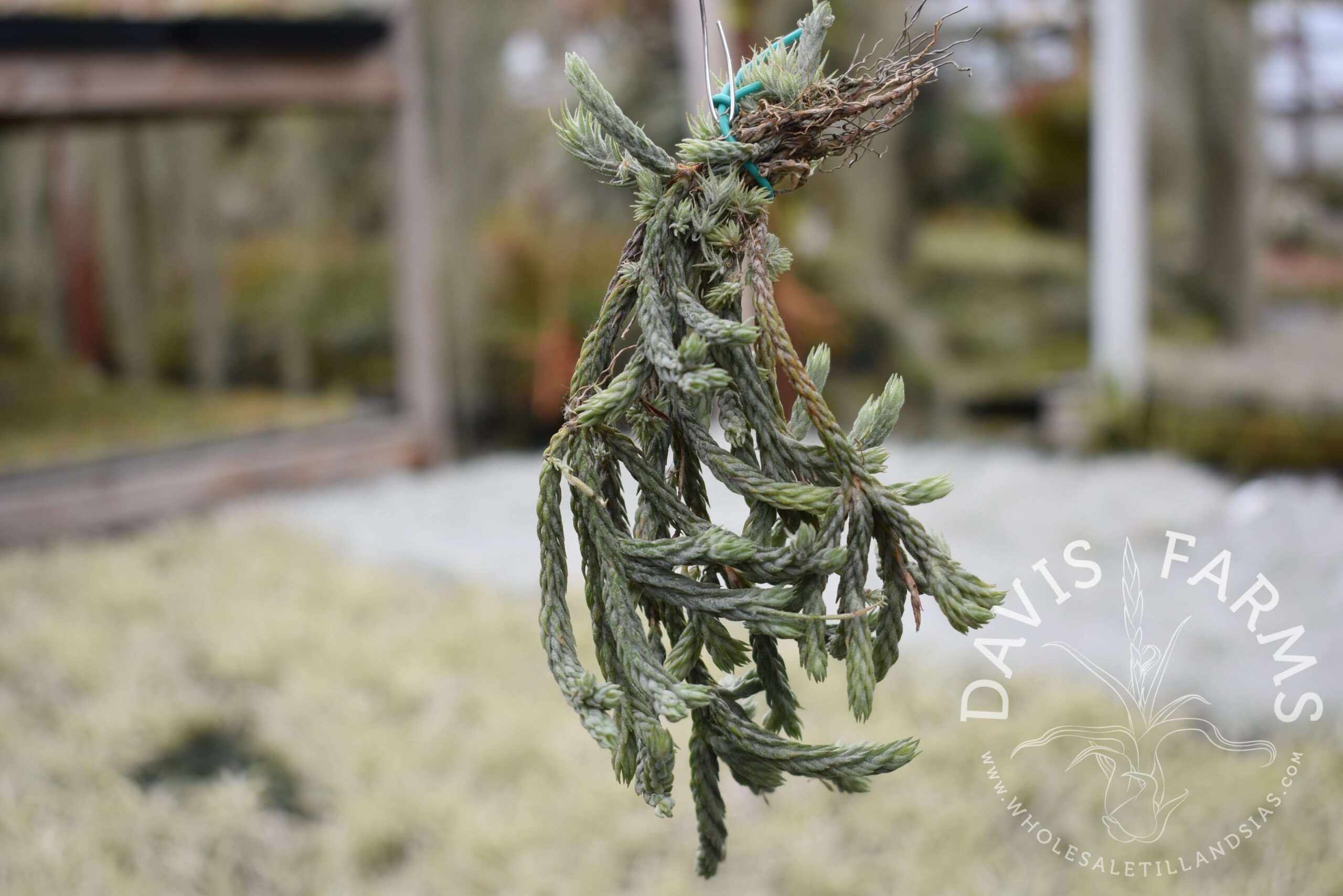 Tillandsia tricholepis closed form - Farm Trader