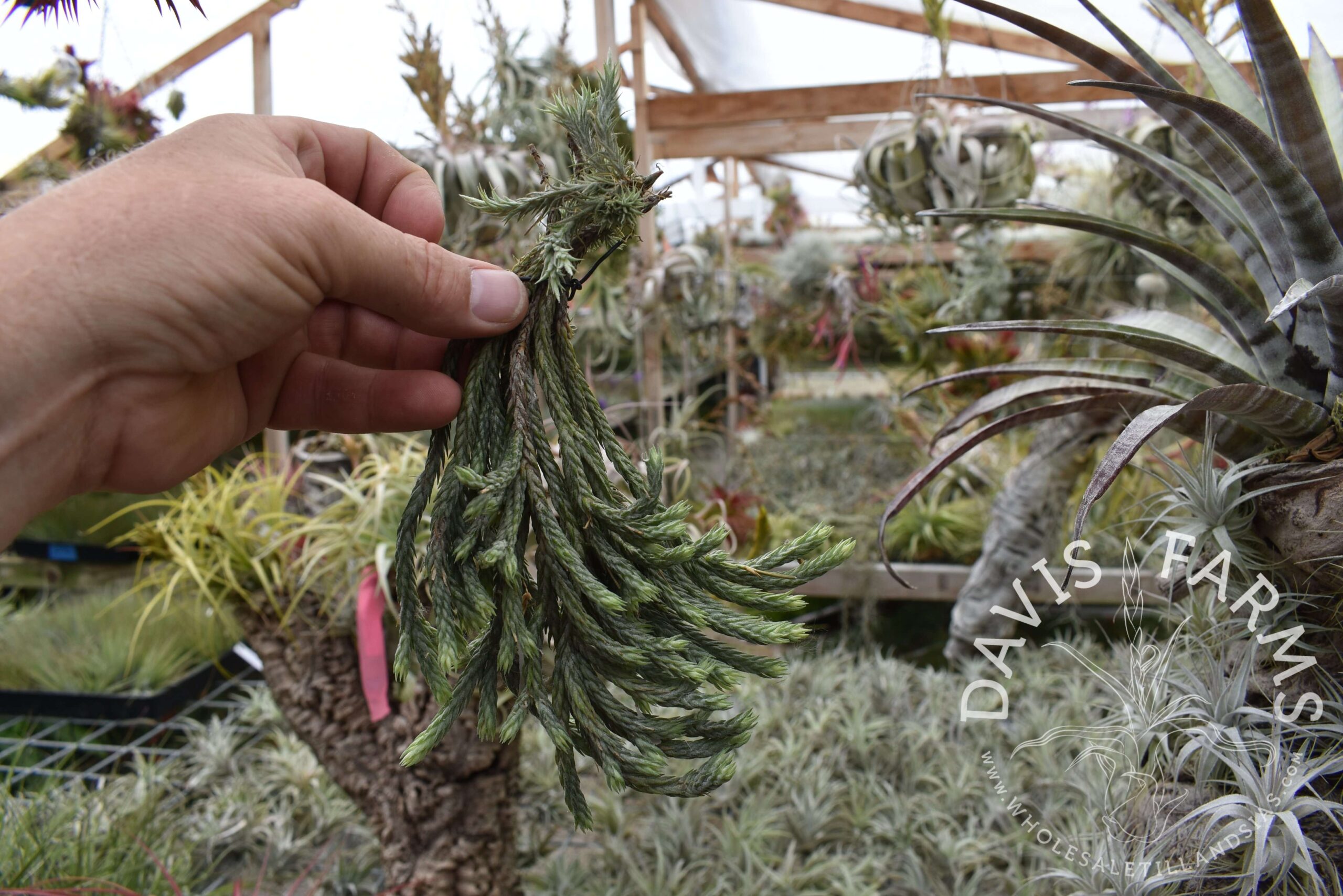 Tillandsia tricholepis closed form - Farm Trader