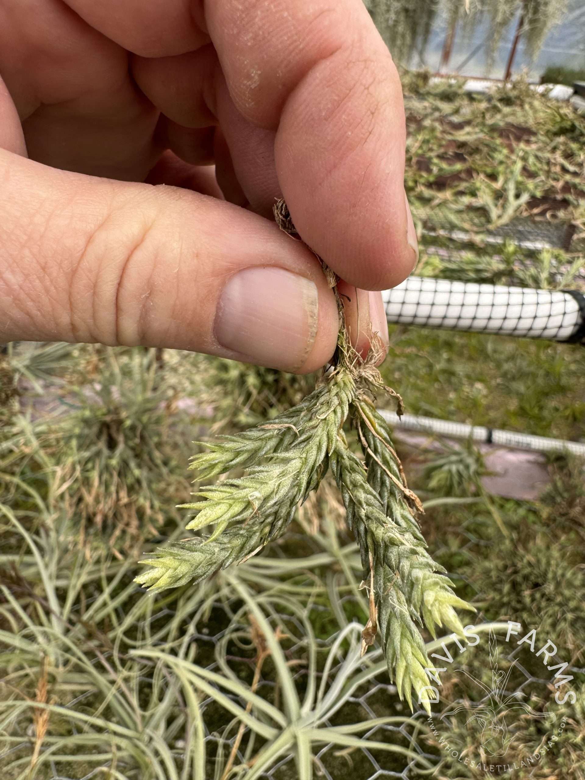 Tillandsia tricholepis closed form - Farm Trader