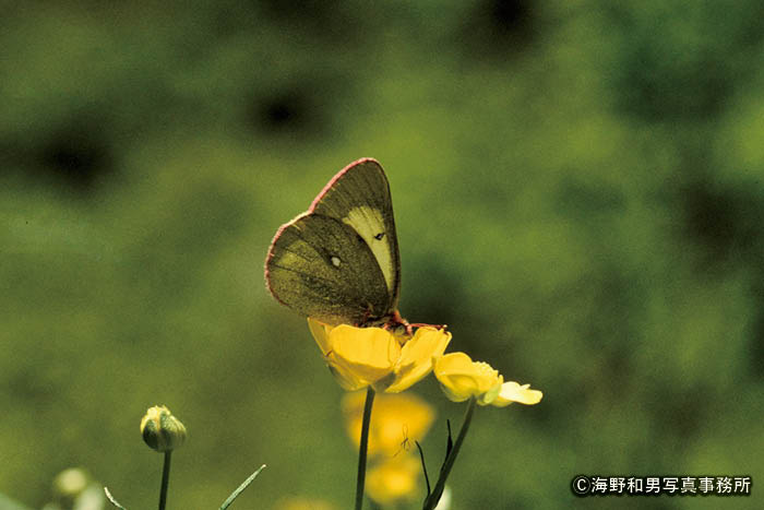 日本アルプスの高山蝶 | THE JAPAN ALPS