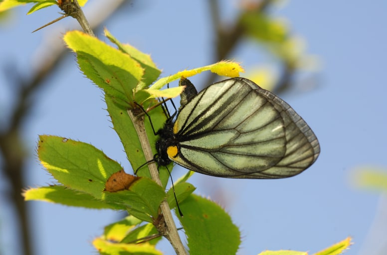 日本アルプスの高山蝶 | THE JAPAN ALPS