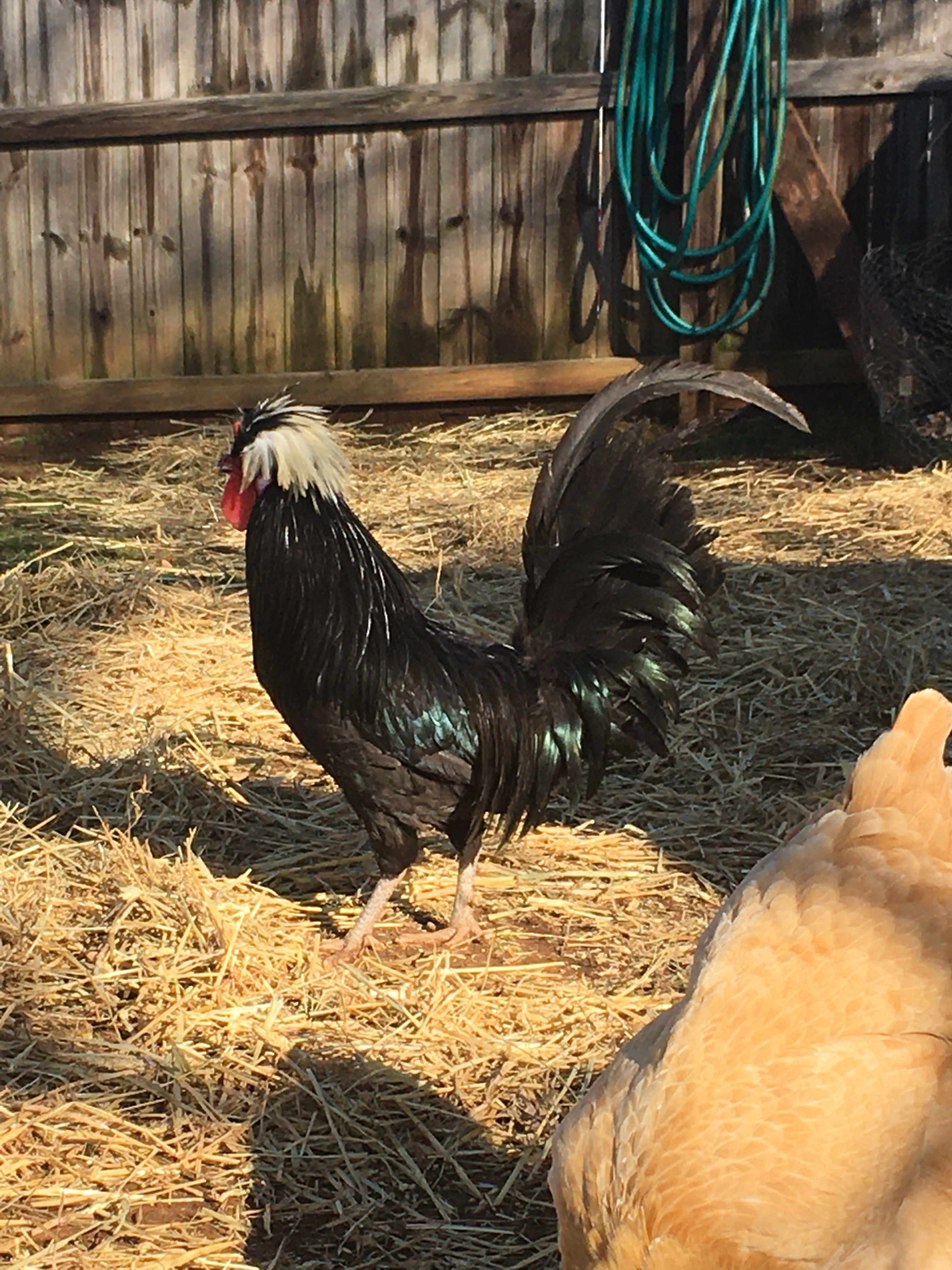 Embracing Roosters: A Journey of Discovery and Advocacy for