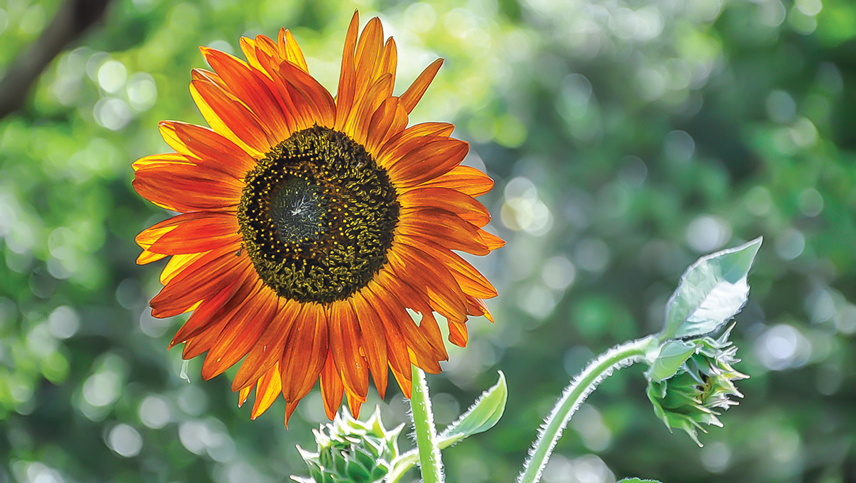 The Observant Gardener: Sunflower Delight - The Laurel of Asheville