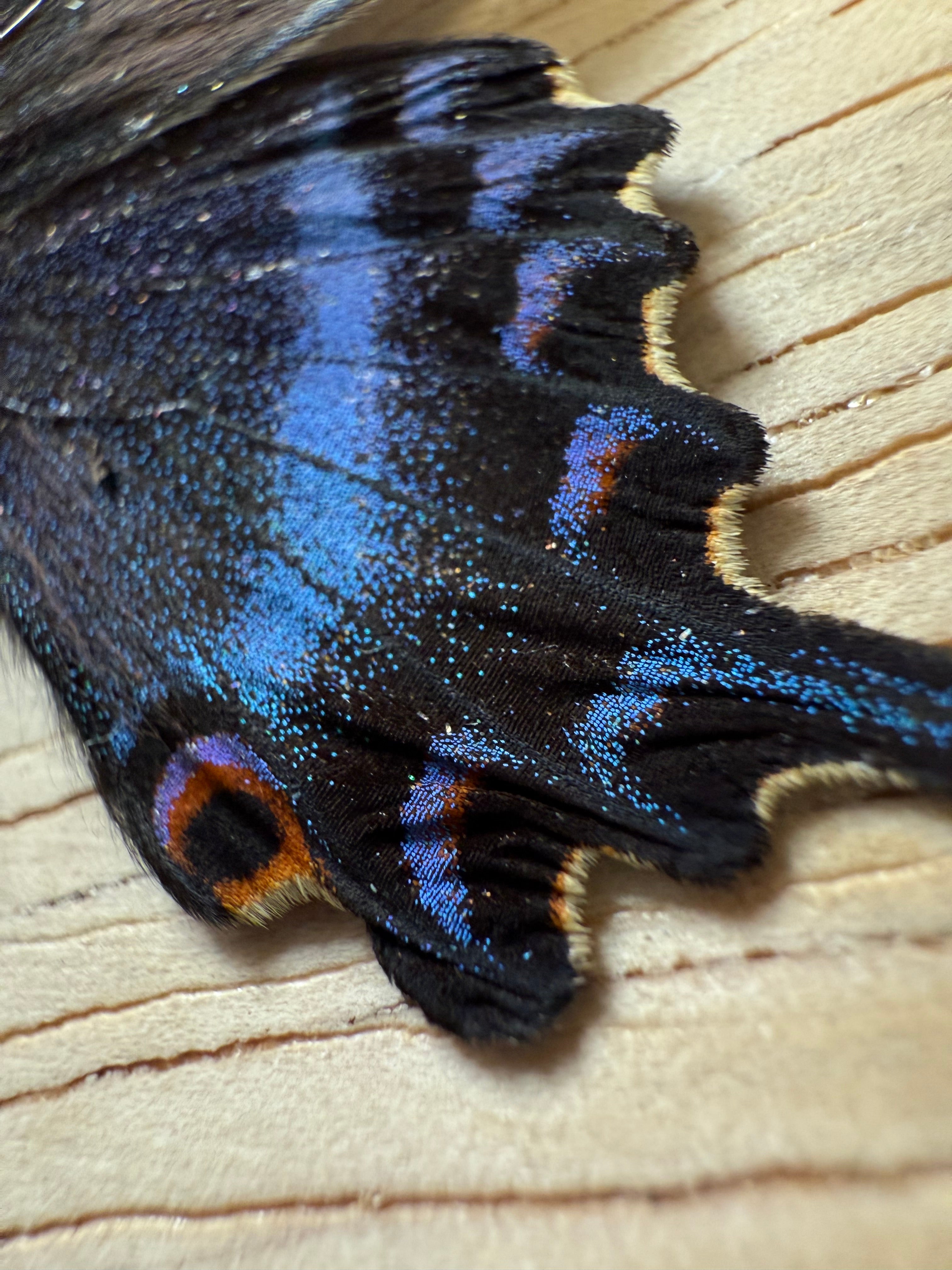 最終価格‼️Butterflies of Afrotropical アフリカ蝶 最終価格