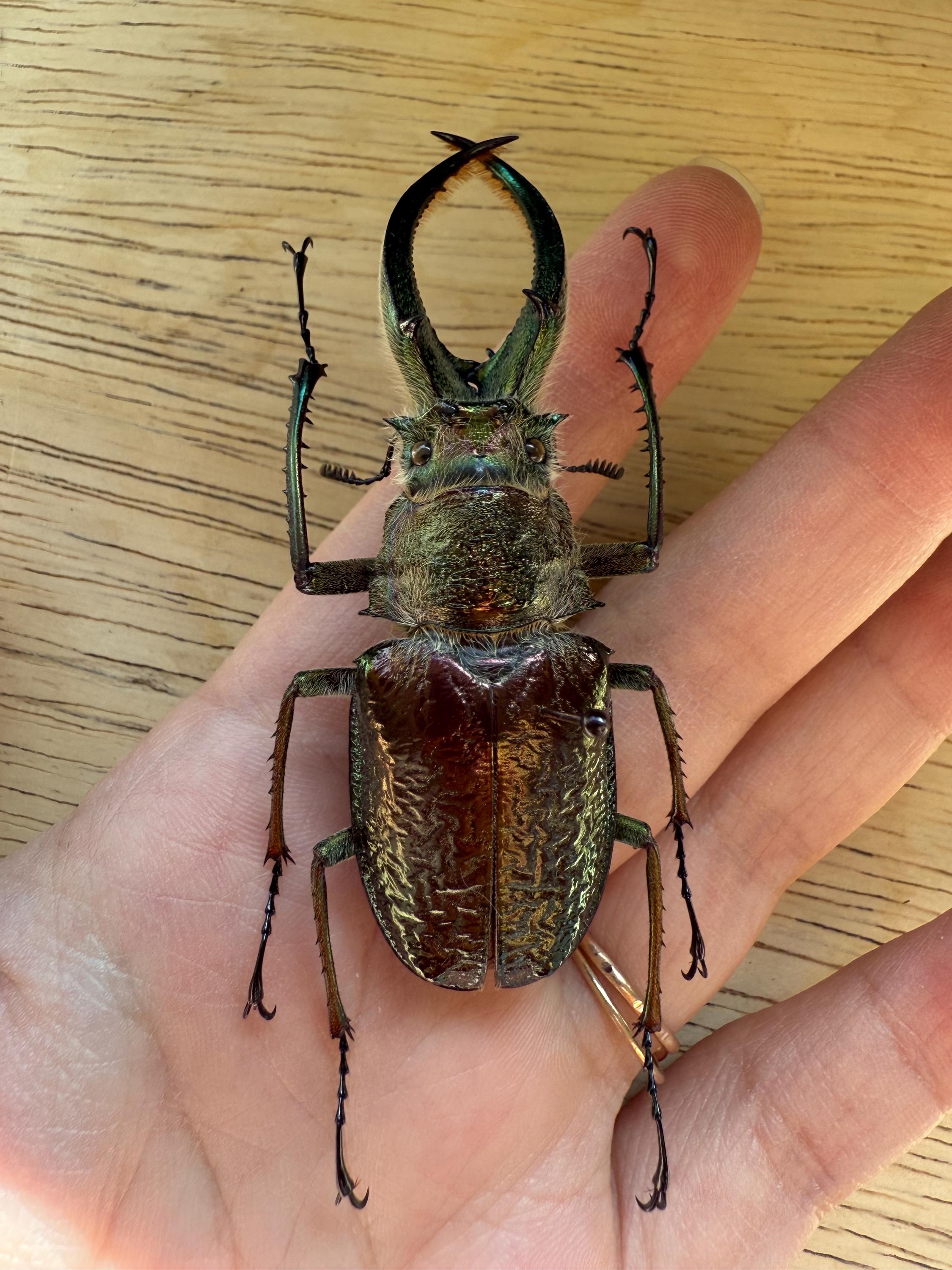 Four Eyed Stag Beetle 'Sphaenognathus feisthamelii' Unspread – The