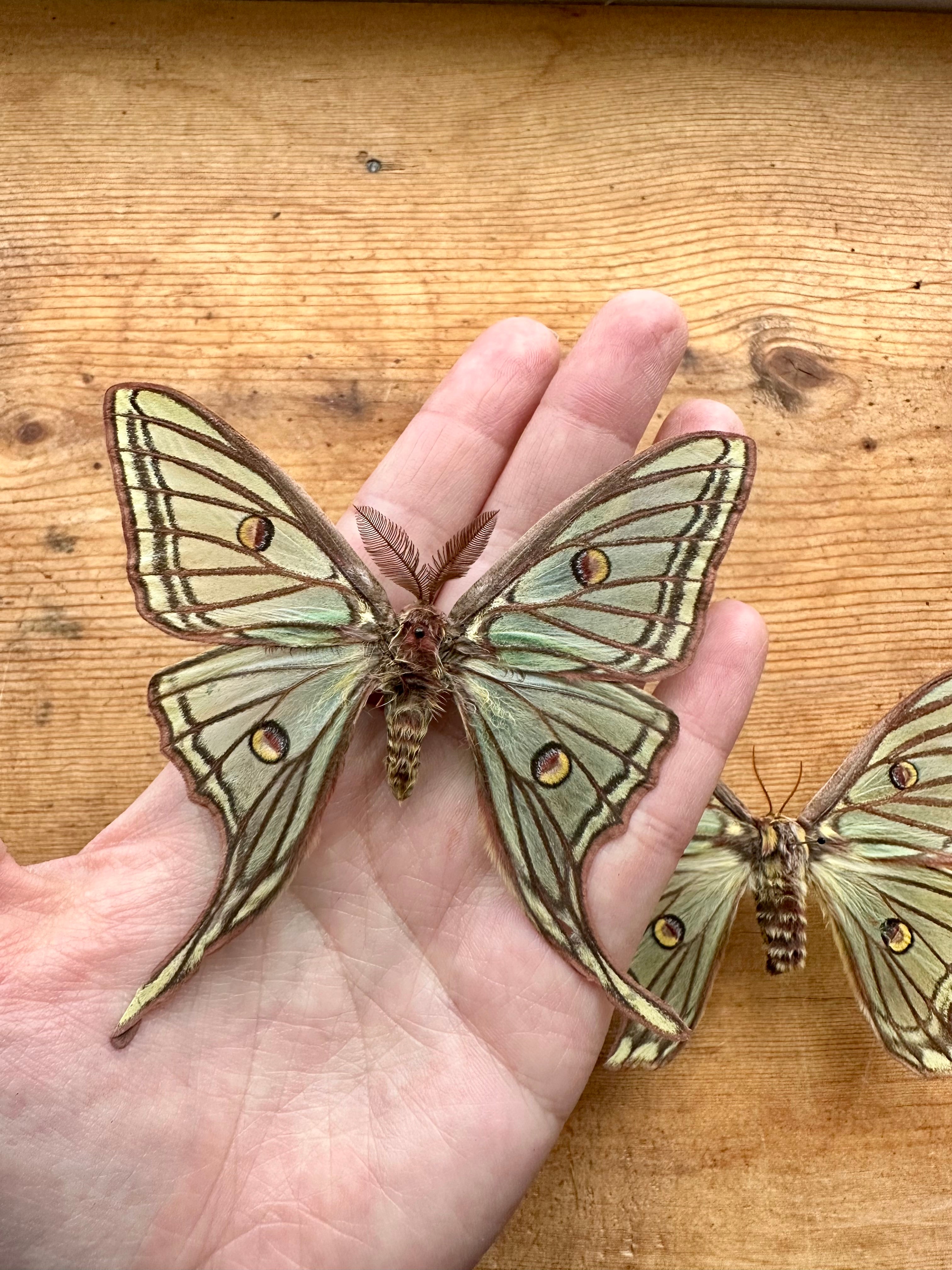 Spanish Moon Moth 'Graellsia isabellae' UNSPREAD – The Little