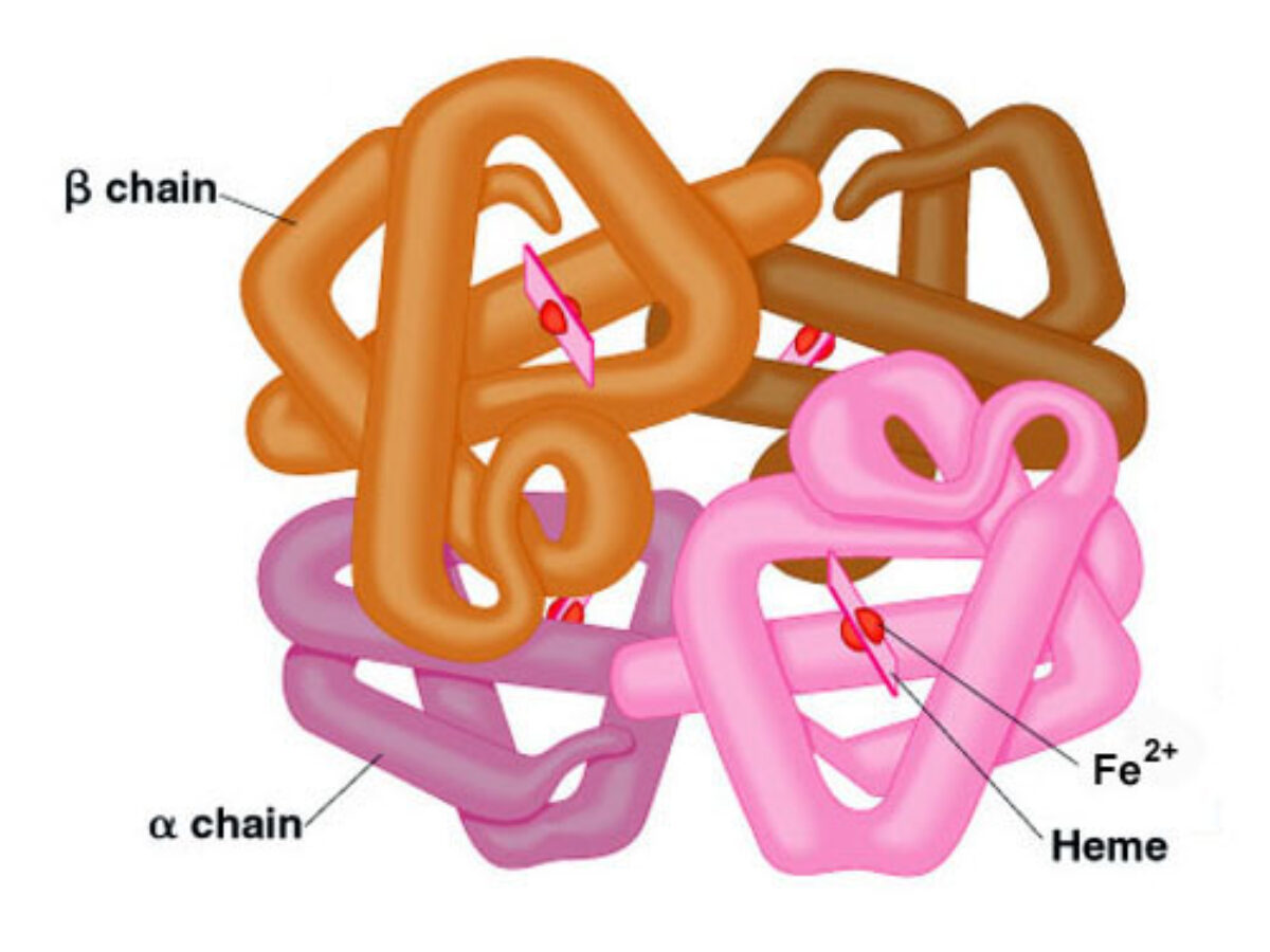 Hemoglobin and Myoglobin: Key Differences Explained - The Medical