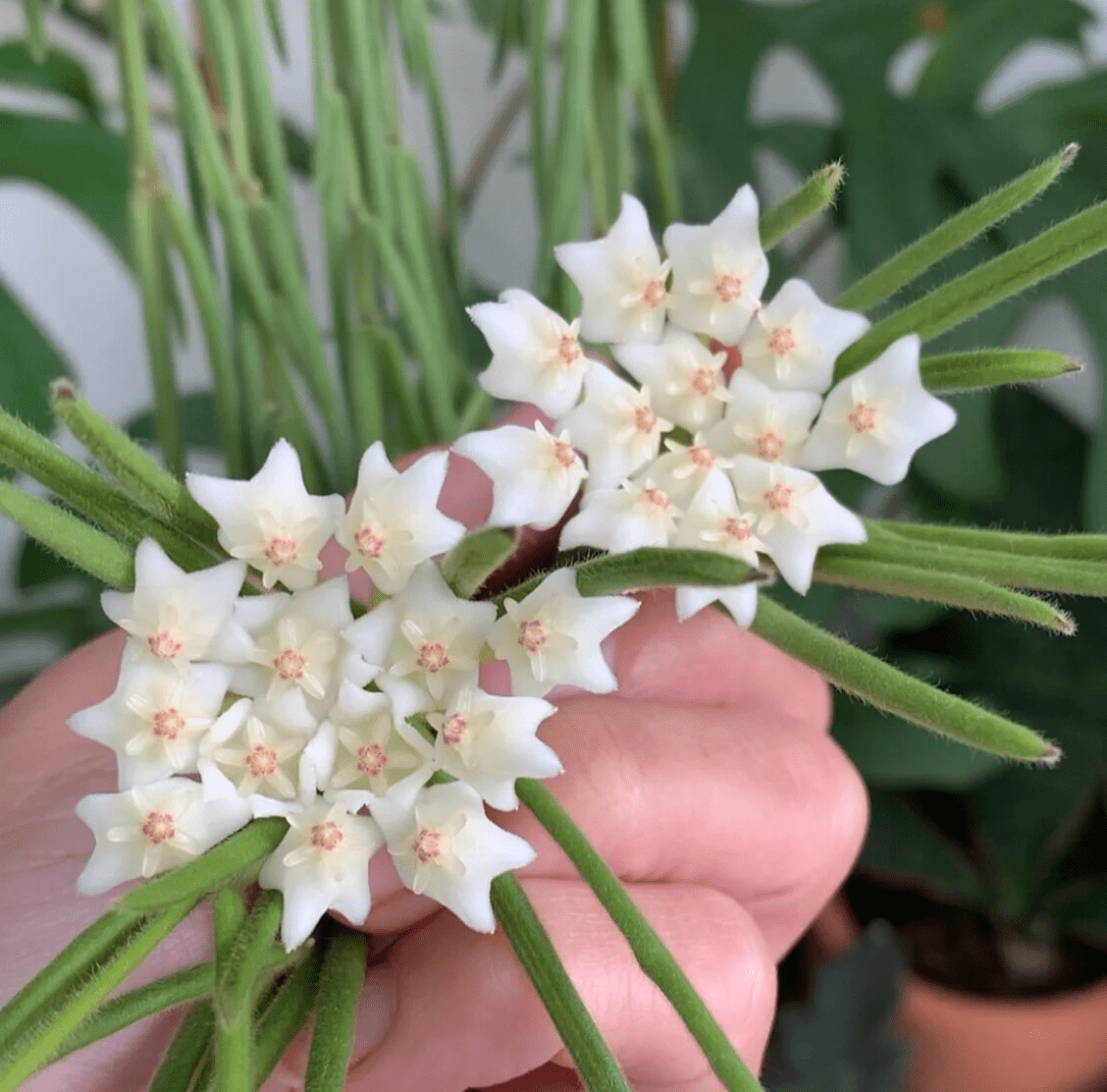 Hoya linearis – The Plant Lady SF