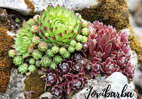 Jovibarba vs. Sempervivum | The Succulent Eclectic