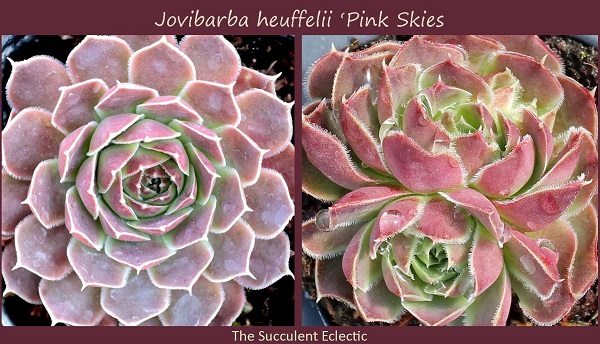 Jovibarba vs. Sempervivum | The Succulent Eclectic