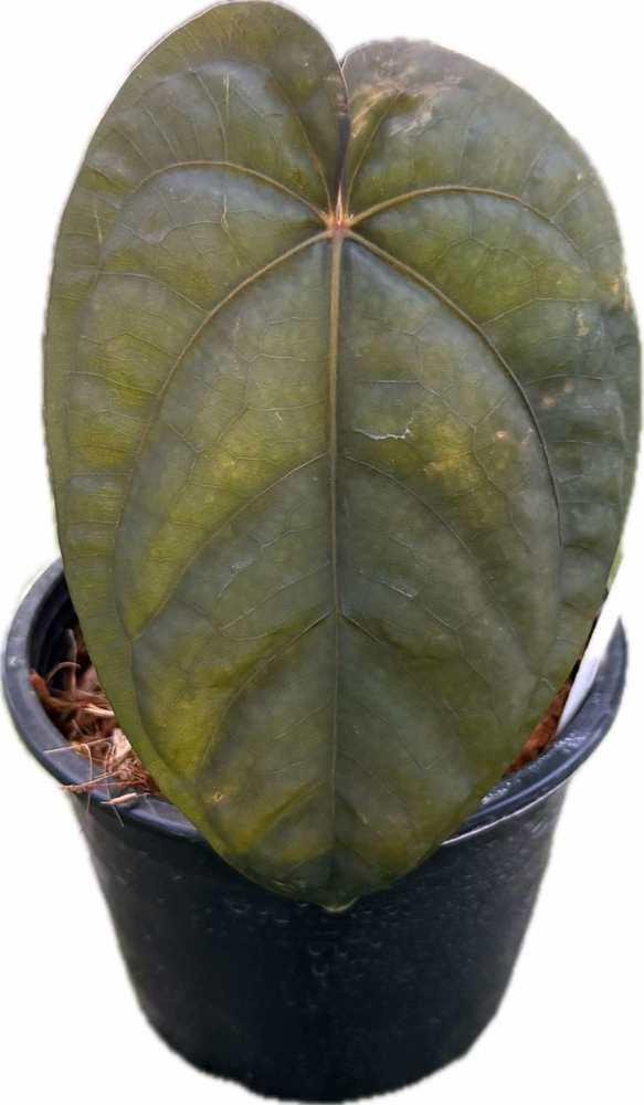 Anthurium dressleri x dressleri - TEG | Rare Aroid Hybrid – Thai