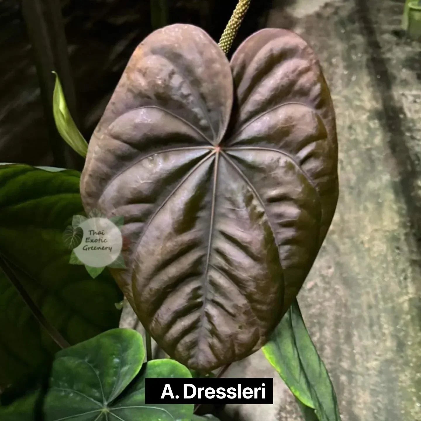 Anthurium dressleri x Red Vein Dark Phoenix (RVDP) - TEG | Rare