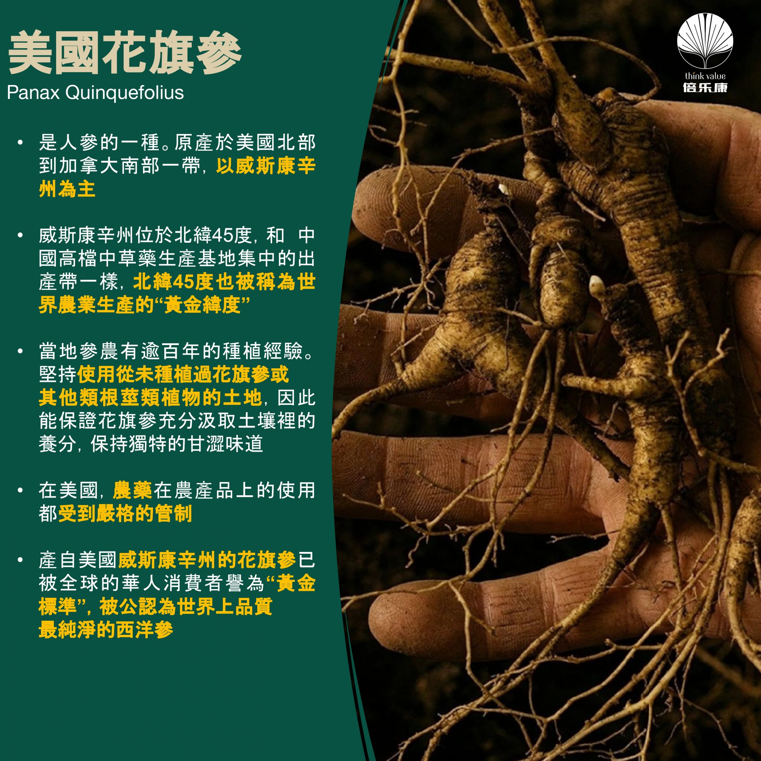 純正 男の宝物 花旗参 最強アメリカ産ウィスコンシン州天然高麗人参