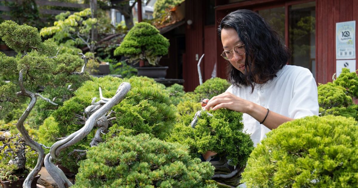 omiya-bonsai_0-1200x630.jpg