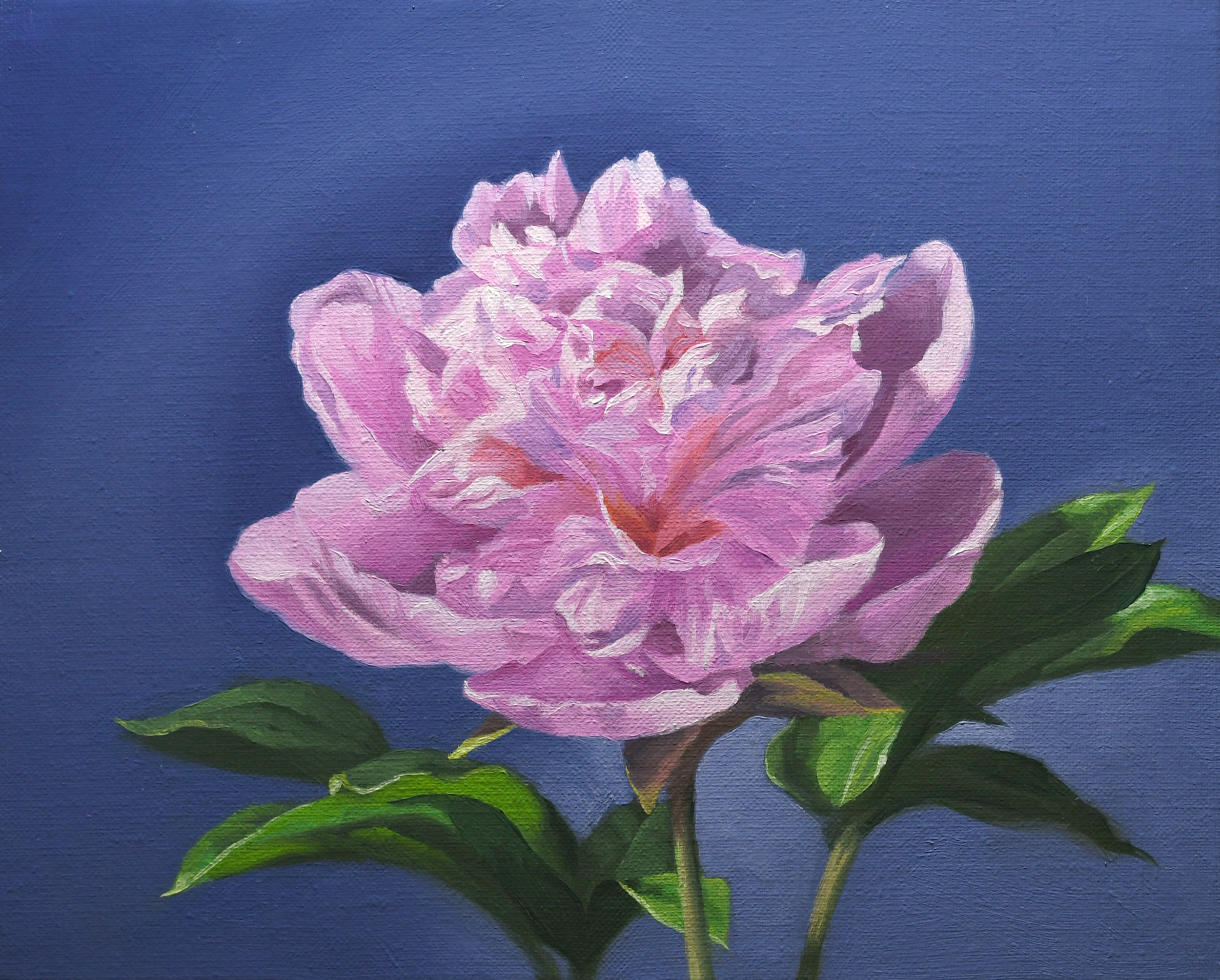 油絵 専用 ももいろのしゃくやく 油絵 専用 ももいろのしゃくやく 油絵