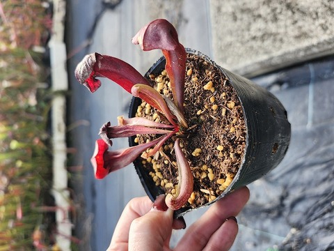 商品一覧 - Y's Exotics （山田食虫植物農園）