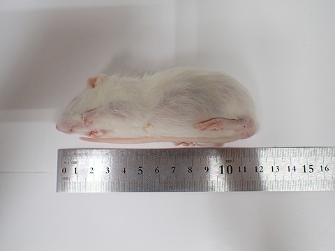 冷凍エサの商品一覧 | 爬虫類倶楽部 冷凍マウスの商品一覧 | 爬虫類倶楽部