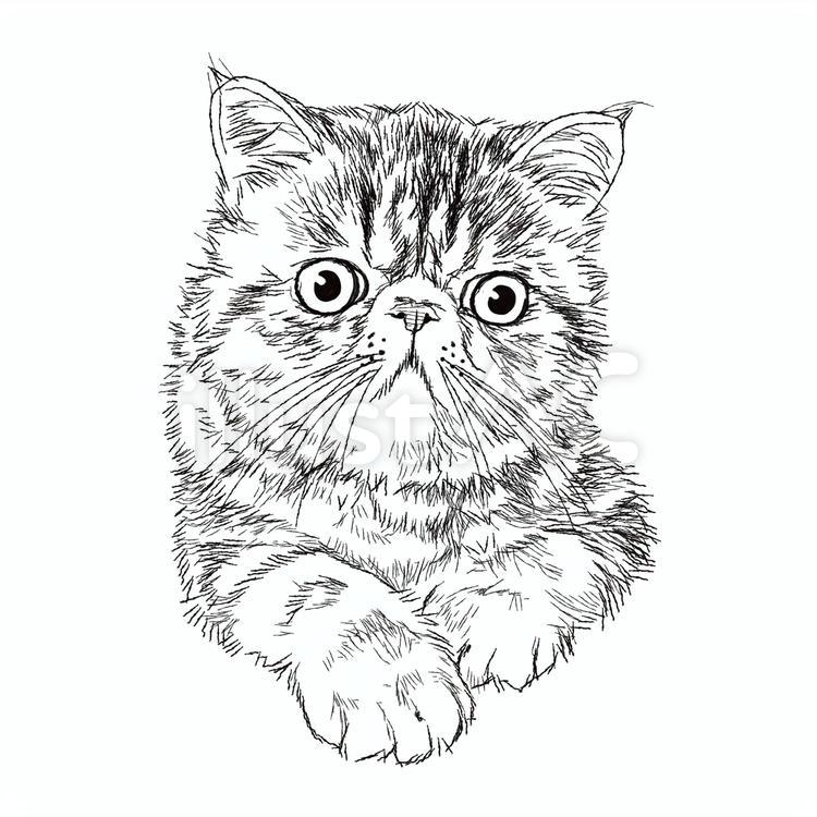 エキゾチック猫の絵/手描き白黒イラストイラスト - No: 1985906｜無料