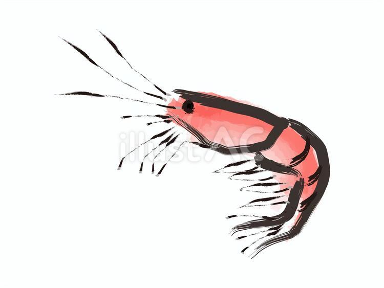 海老 手書き風イラスト - No: 24038518｜無料イラスト・フリー素材なら