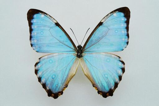 大型モルフォ蝶 標本 背景エンボス加工 大型モルフォ蝶 標本 背景