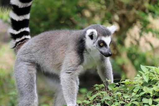 灰色の狐猿 灰色の狐猿 灰色の狐猿 ワオキツネザル（輪尾狐