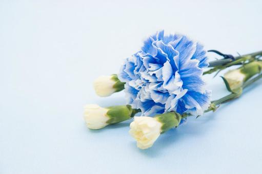 青いカーネーション Photos, Images for Download Free - photoAC