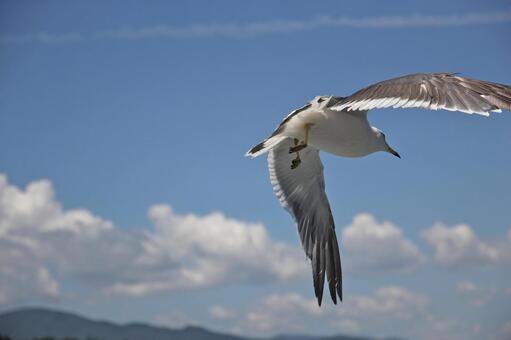 空飛ぶ鳥の写真素材｜写真素材なら「写真AC」無料（フリー）ダウンロードOK