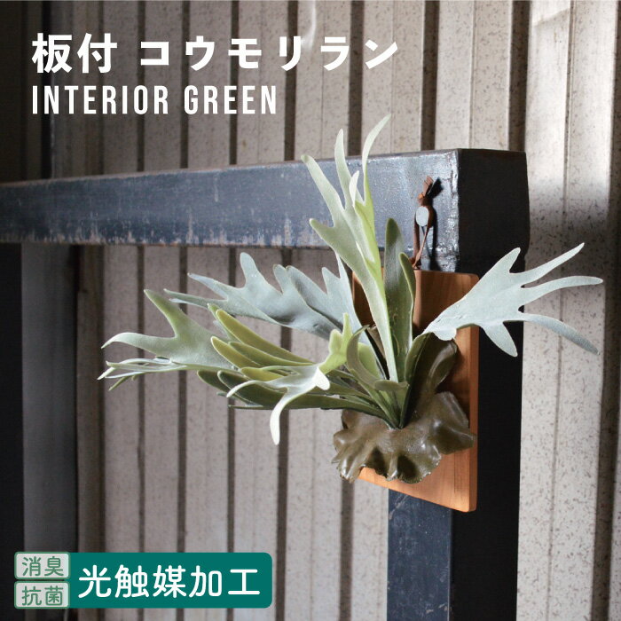 楽天市場】ビカクシダ 板付の通販