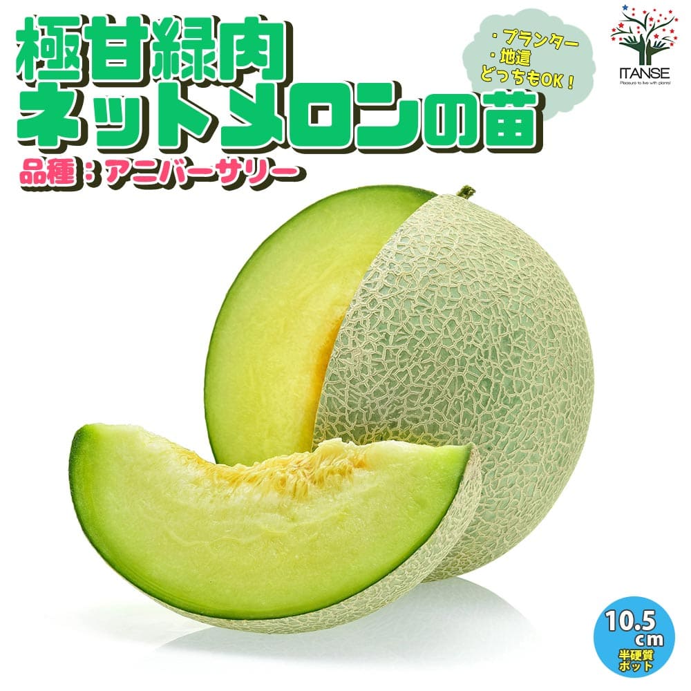 楽天市場】メロン ころたん 苗の通販