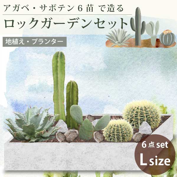 楽天市場】アガベ セットの通販