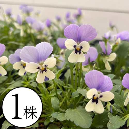 楽天市場】すみれ図鑑 ビオラ 苗の通販