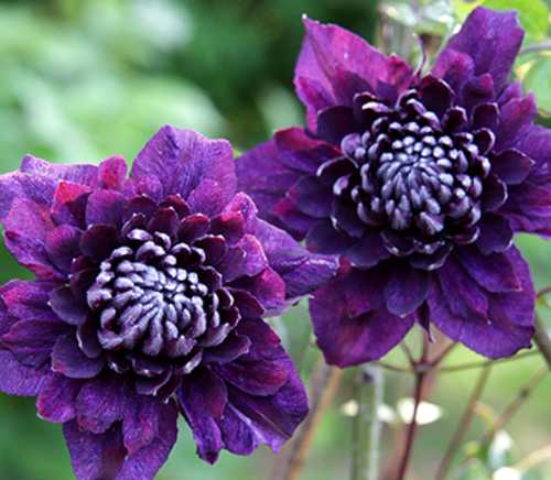 楽天市場】クレマチス 流星 苗の通販