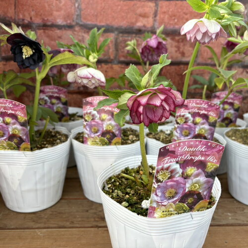 楽天市場】大木ナーセリー クリスマスローズの通販