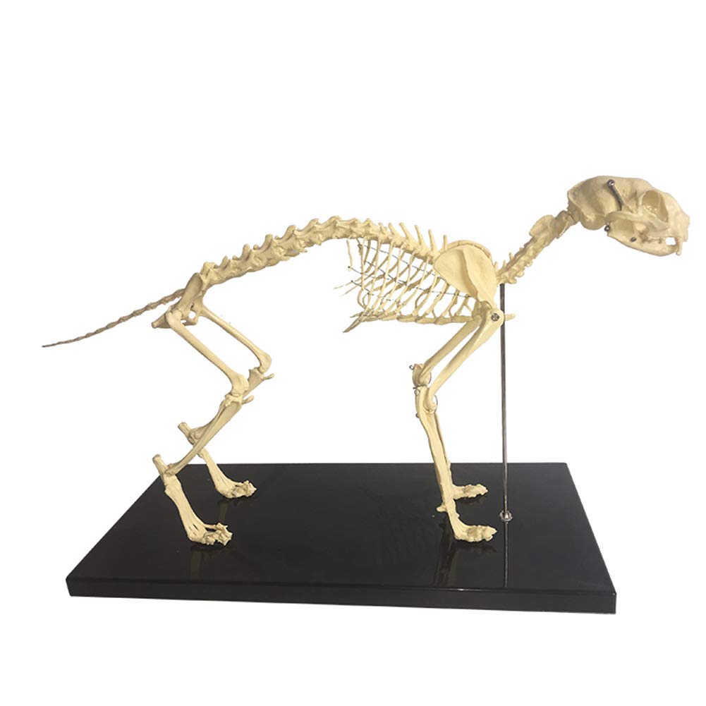 楽天市場】骨格標本 動物の通販