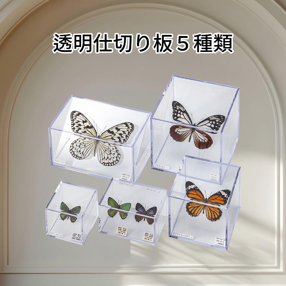 楽天市場】昆虫 標本（ホビー）の通販