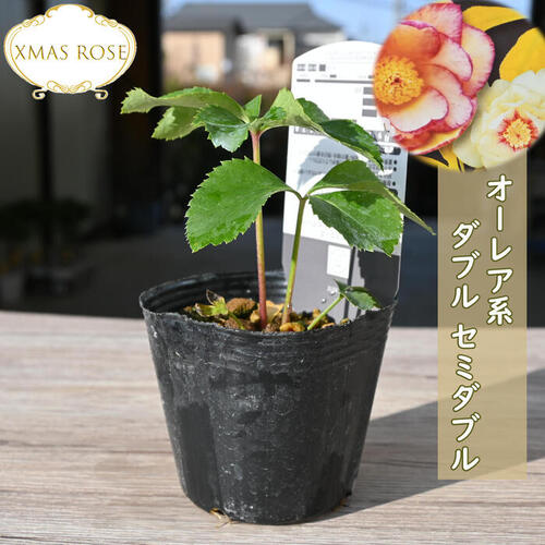楽天市場】クリスマスローズ開花株 オーレア系の通販
