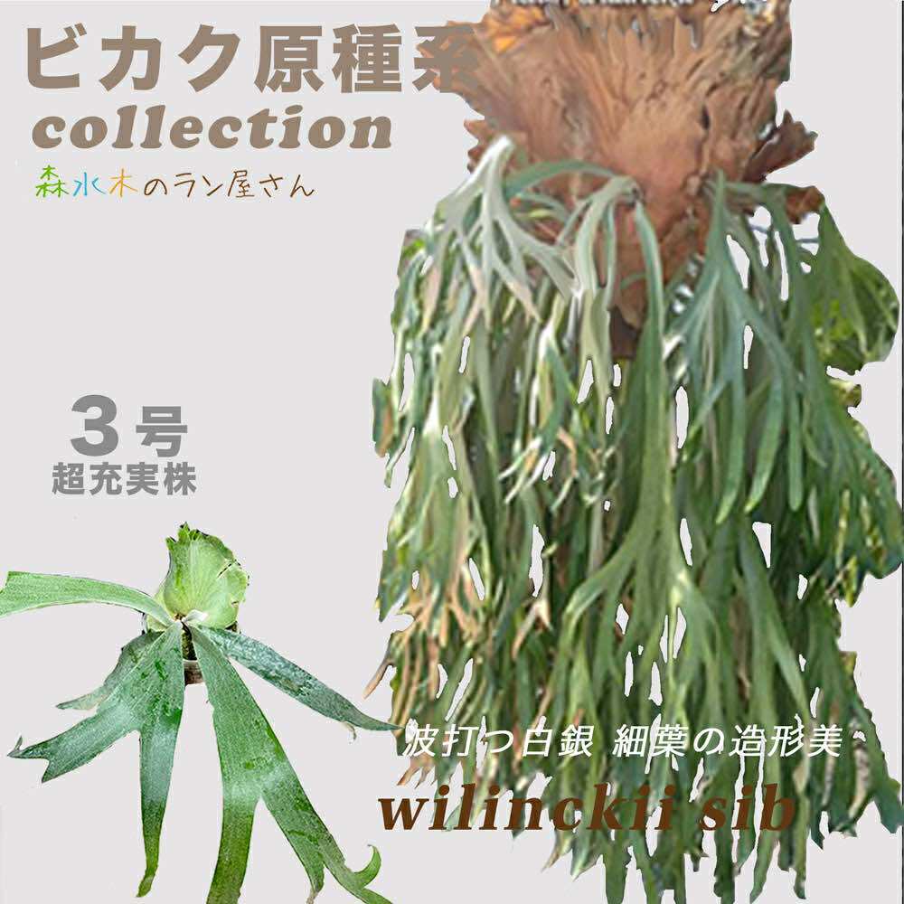 楽天市場】ビカクシダ ウィリンキーの通販