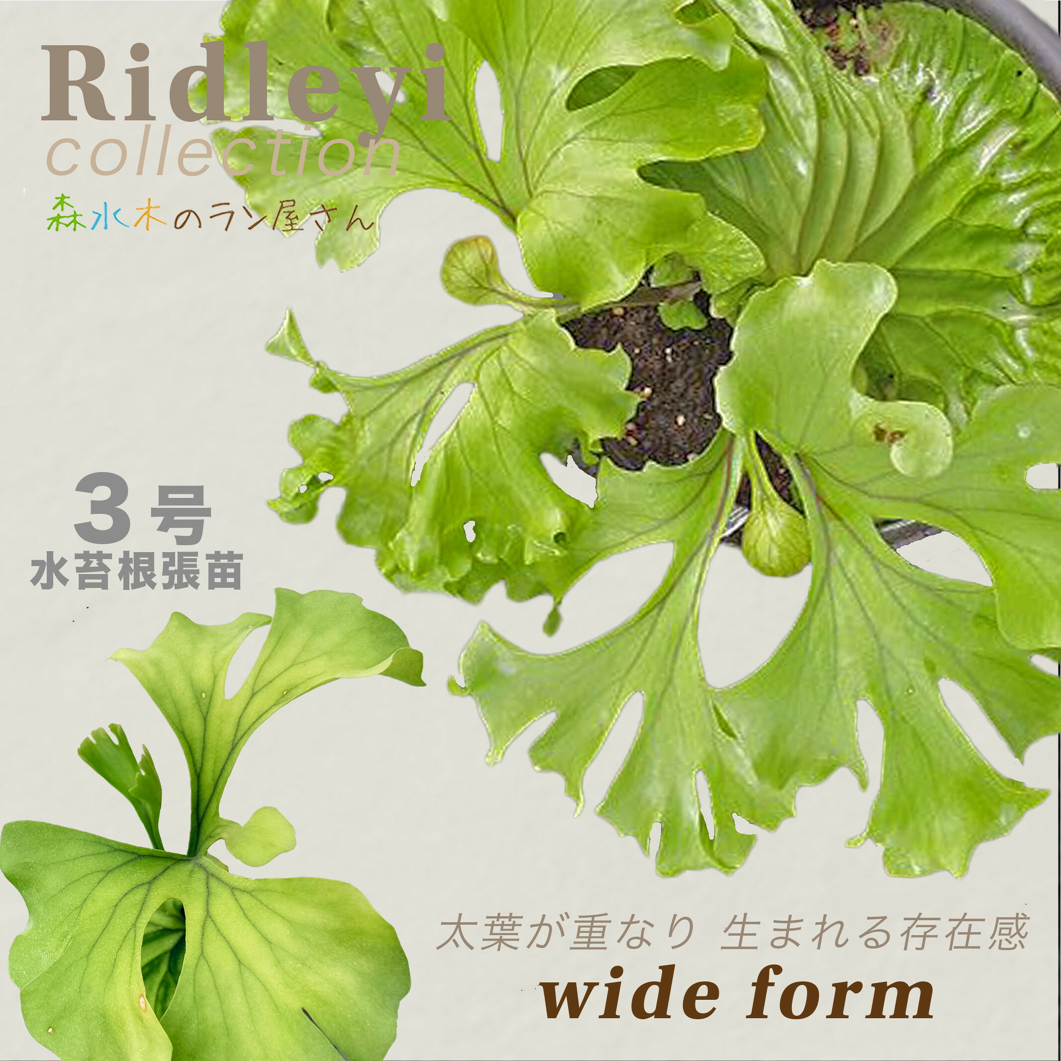 ビカクシダ セット 金童 OMG ホワイトギズモ リドレイドワーフ