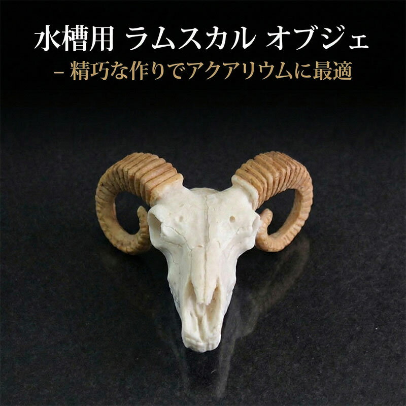 楽天市場】頭骨 標本の通販