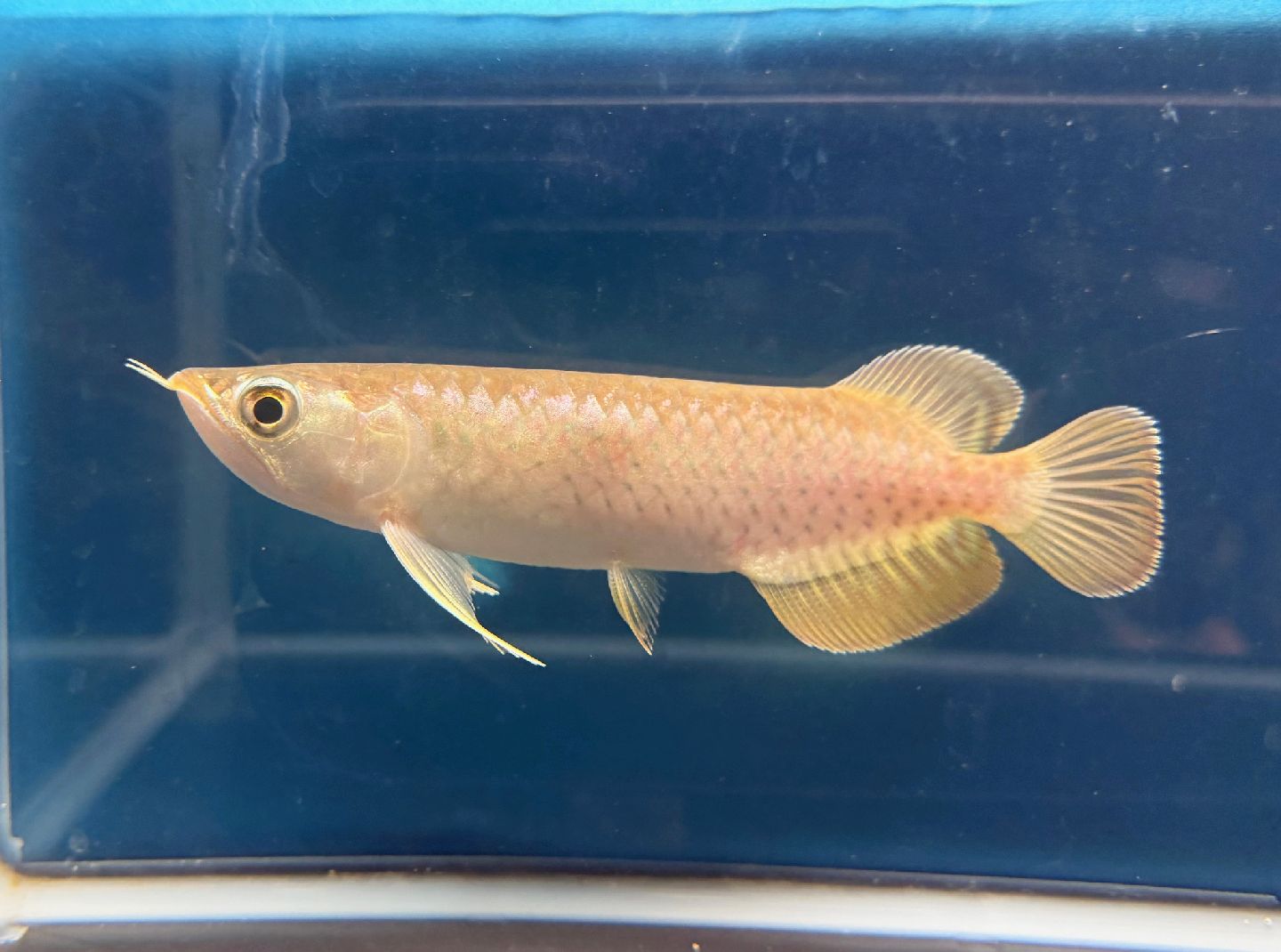 楽天市場】専門店 アロワナの通販