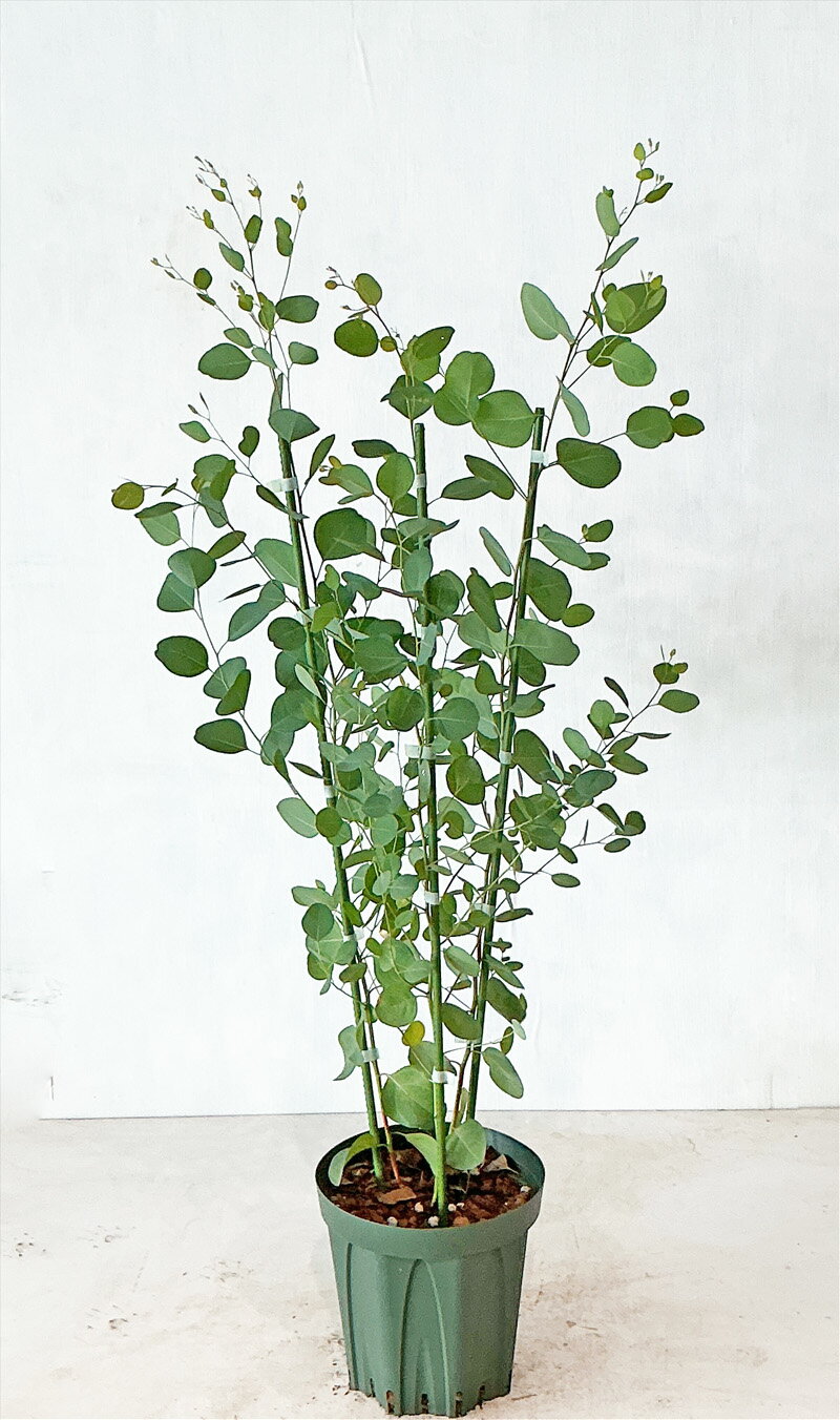 楽天市場】ユーカリ ポポラス（植木｜ガーデニング・農業）：花